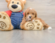 6 week old Poodle Puppy For Sale - Fairfield Furbabies