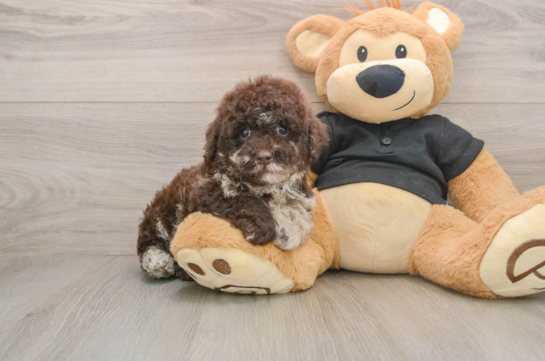 LELAND, a Poodle littermate