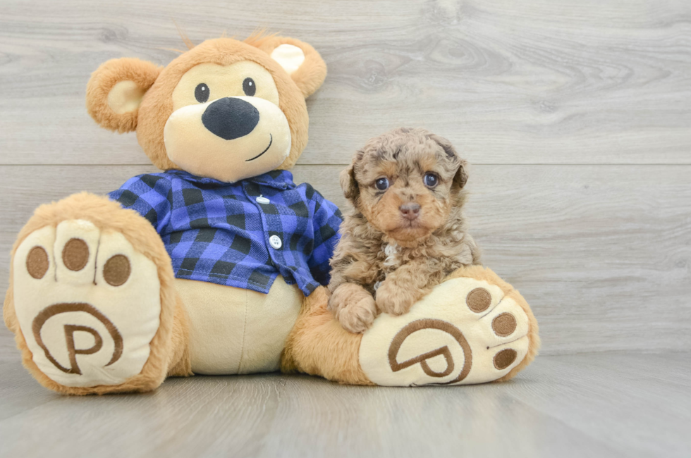 7 week old Poodle Puppy For Sale - Fairfield Furbabies