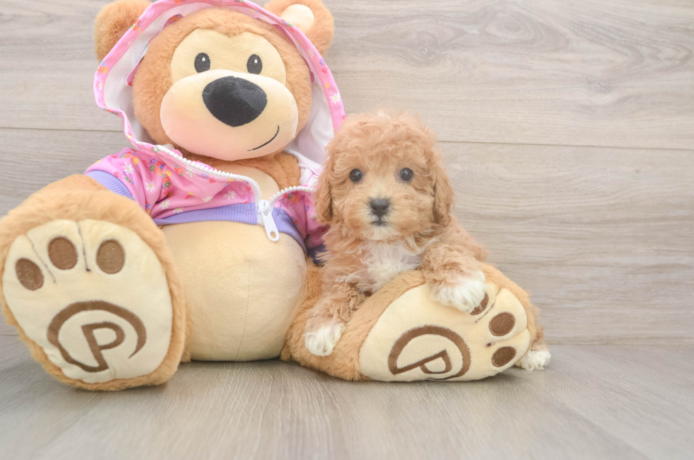 8 week old Poodle Puppy For Sale - Fairfield Furbabies