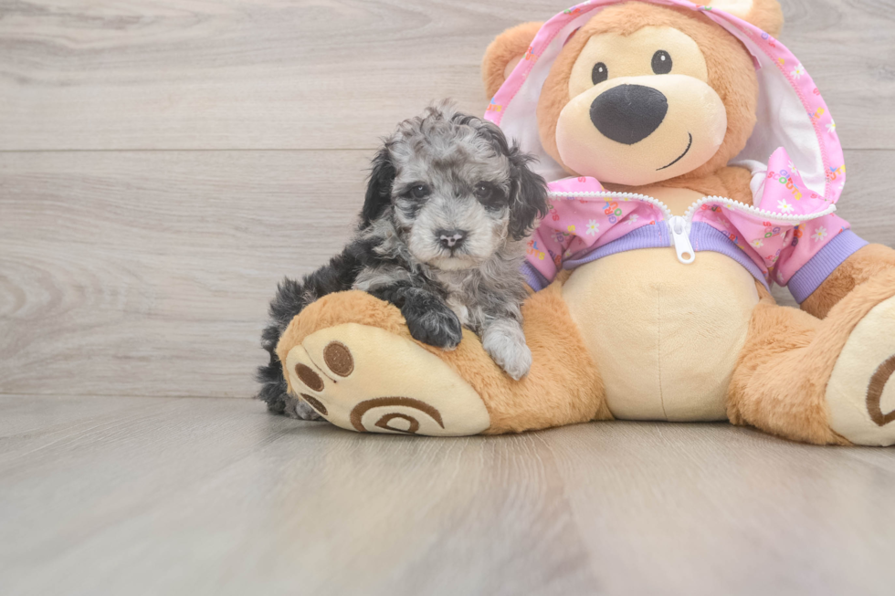 Poodle Pup Being Cute