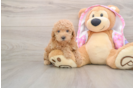 Best Poodle Baby