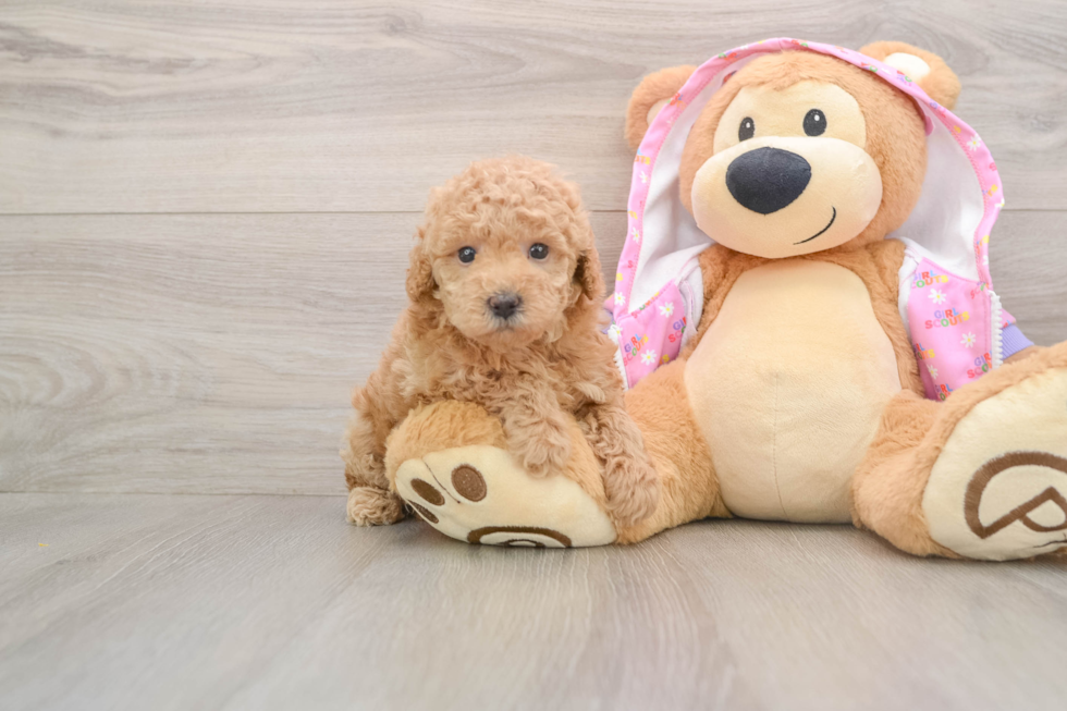 Best Poodle Baby
