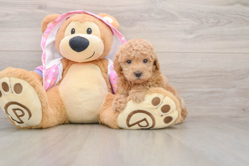 Best Poodle Baby