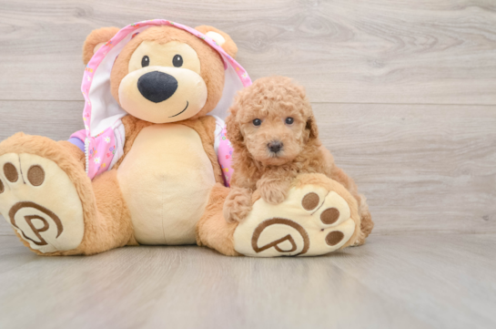 Best Poodle Baby