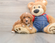 6 week old Poodle Puppy For Sale - Fairfield Furbabies