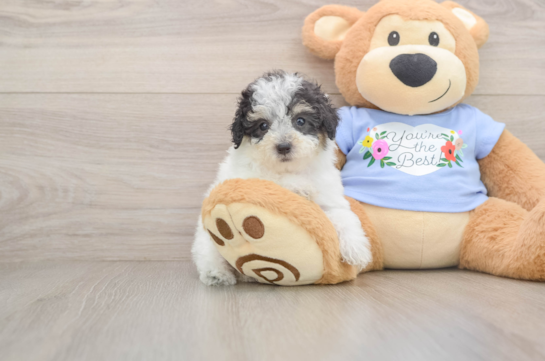 LIBERTY, a Poodle littermate