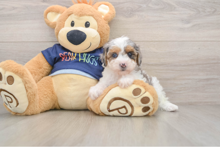 Funny Poodle Purebred Pup