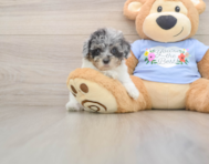 8 week old Poodle Puppy For Sale - Fairfield Furbabies