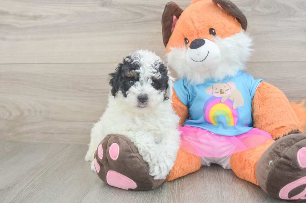 7 week old Poodle Puppy For Sale - Fairfield Furbabies