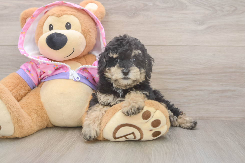 8 week old Poodle Puppy For Sale - Fairfield Furbabies