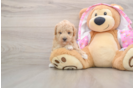 Poodle Puppy for Adoption