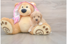 Fluffy Pudle Purebred Puppy