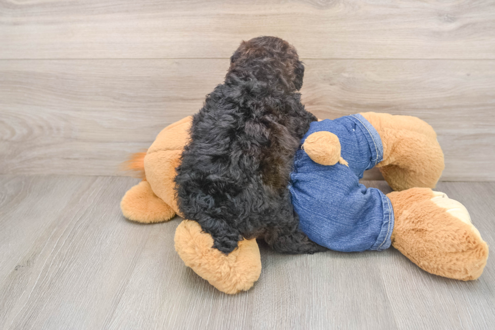 Poodle Pup Being Cute