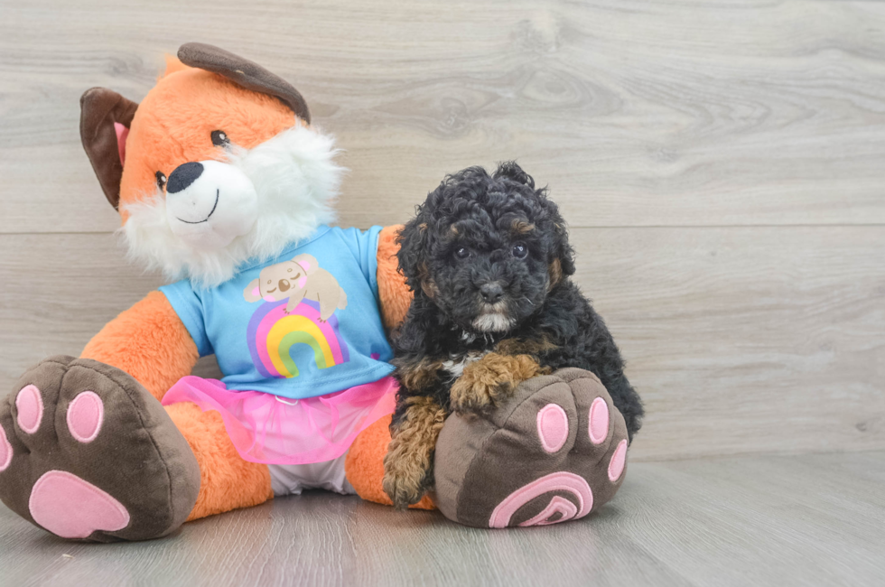 7 week old Poodle Puppy For Sale - Fairfield Furbabies