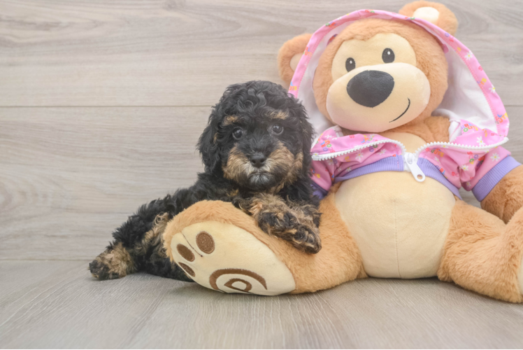 Playful Poodle Purebred Pup