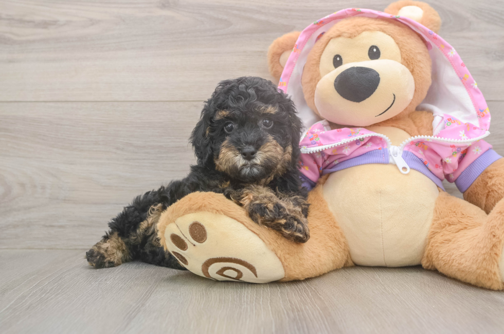 8 week old Poodle Puppy For Sale - Fairfield Furbabies