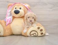 6 week old Poodle Puppy For Sale - Fairfield Furbabies