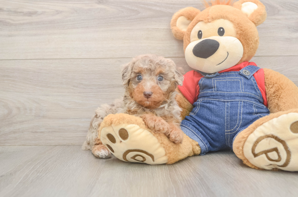 7 week old Poodle Puppy For Sale - Fairfield Furbabies