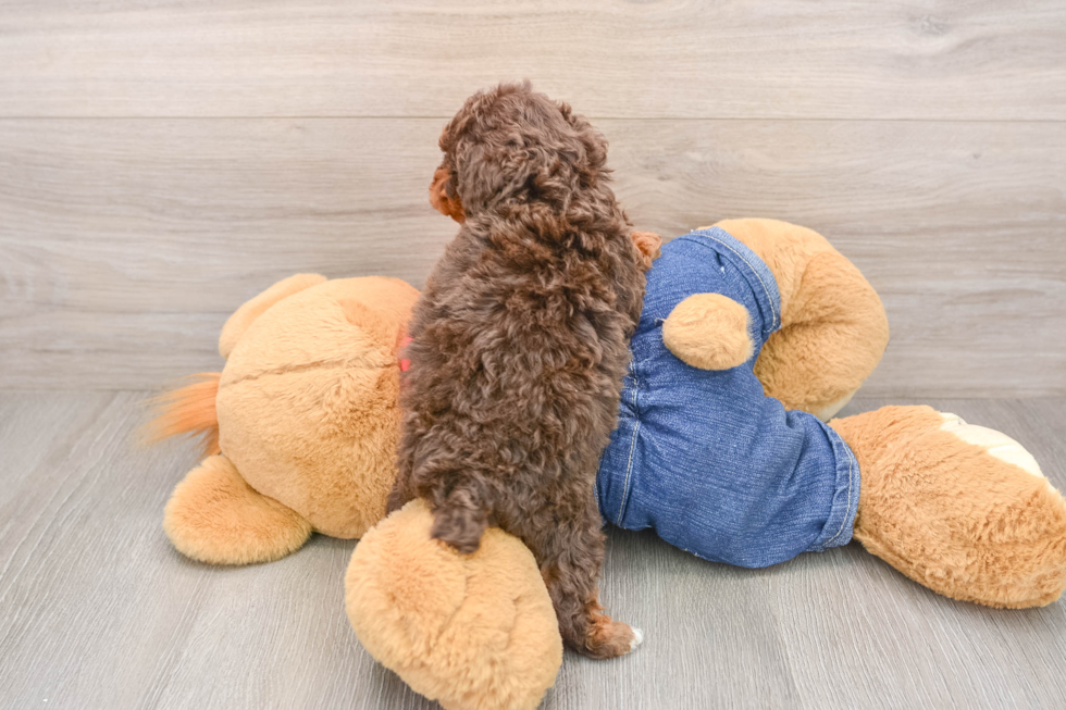 Poodle Pup Being Cute