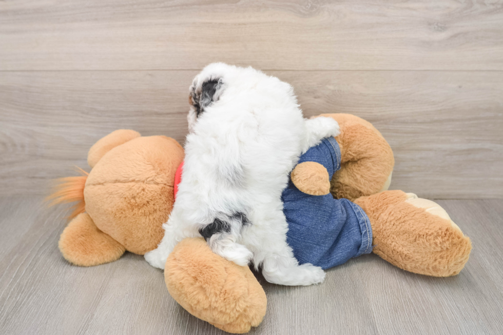 Poodle Puppy for Adoption