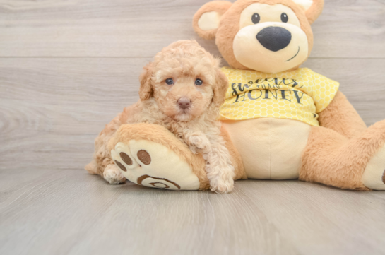 MIGUEL, a Poodle littermate