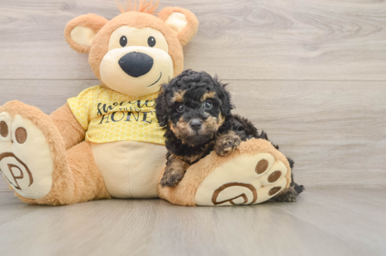 MILENA, a Poodle littermate