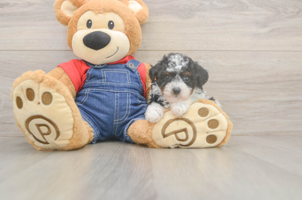 7 week old Poodle Puppy For Sale - Fairfield Furbabies