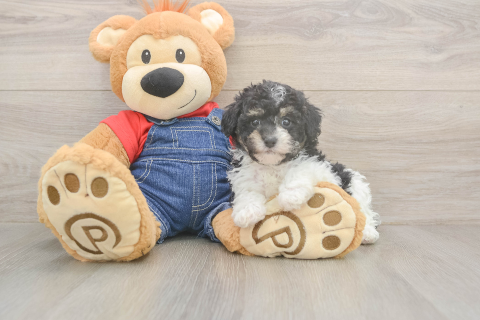 Poodle Puppy for Adoption