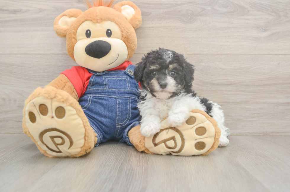 7 week old Poodle Puppy For Sale - Fairfield Furbabies