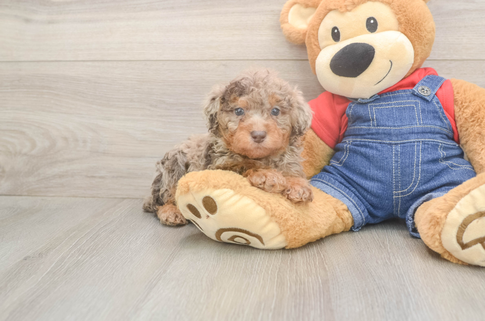 7 week old Poodle Puppy For Sale - Fairfield Furbabies