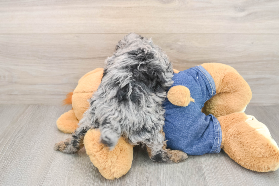 Small Poodle Purebred Pup