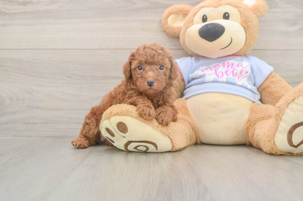 6 week old Poodle Puppy For Sale - Fairfield Furbabies