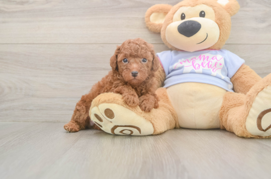 6 week old Poodle Puppy For Sale - Fairfield Furbabies Poodle Pup Being Cute