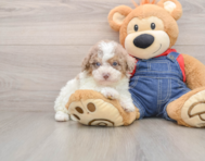 7 week old Poodle Puppy For Sale - Fairfield Furbabies