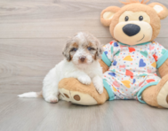 7 week old Poodle Puppy For Sale - Fairfield Furbabies