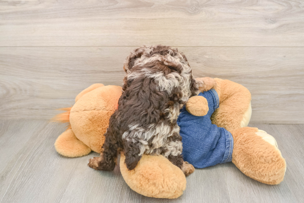 Best Poodle Baby