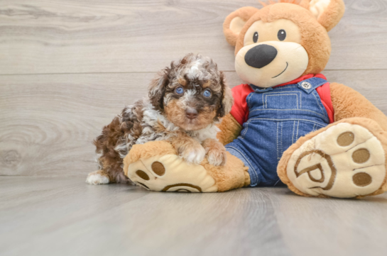 Cute Pooodle Purebred Puppy