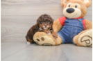 Poodle Pup Being Cute