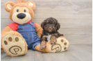 Funny Poodle Purebred Pup