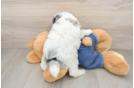 Popular Poodle Baby