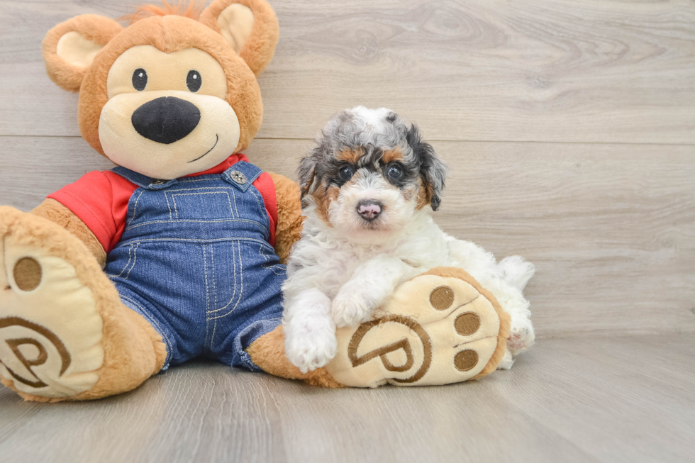 Poodle Pup Being Cute