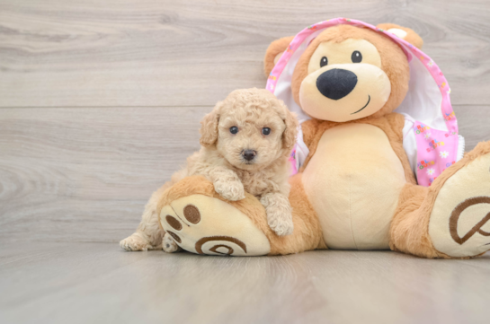Little Poodle Purebred Pup