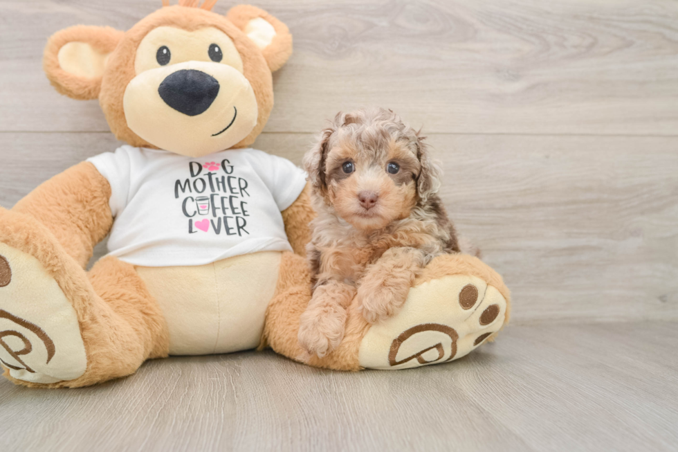 Cute Pooodle Purebred Puppy