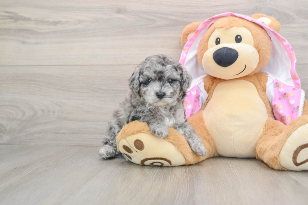 Akc Registered Poodle Purebred Pup