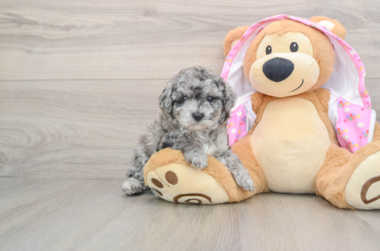 Akc Registered Poodle Purebred Pup