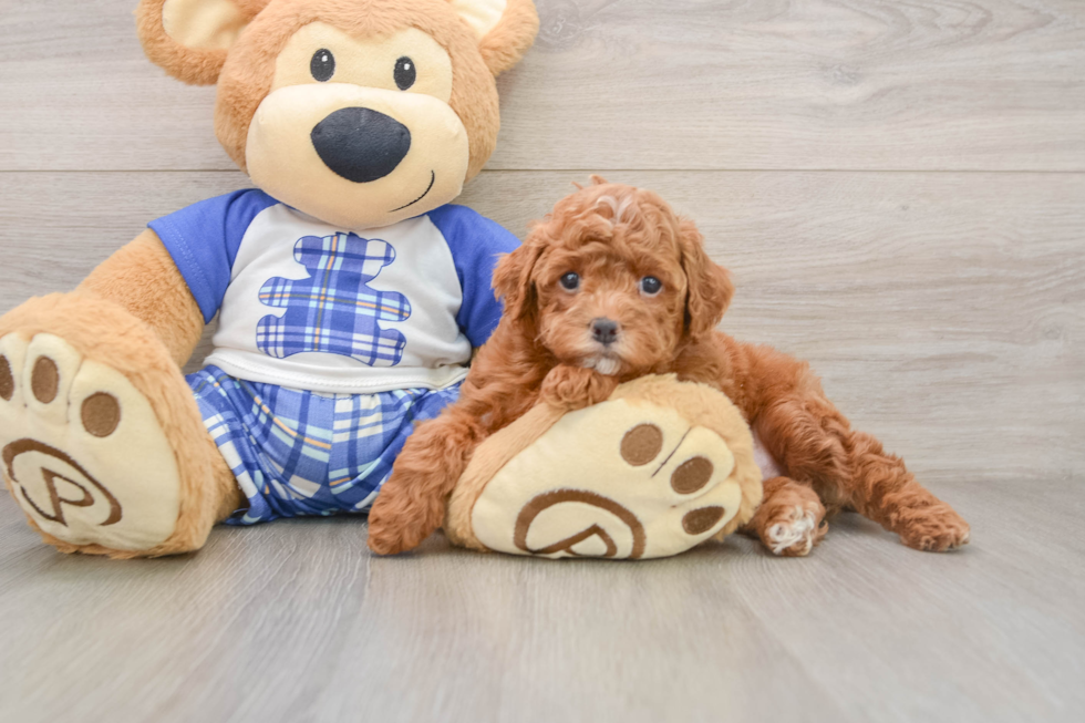Sweet Caniche Purebred Puppy