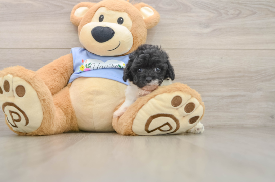 OPEL, a Poodle littermate
