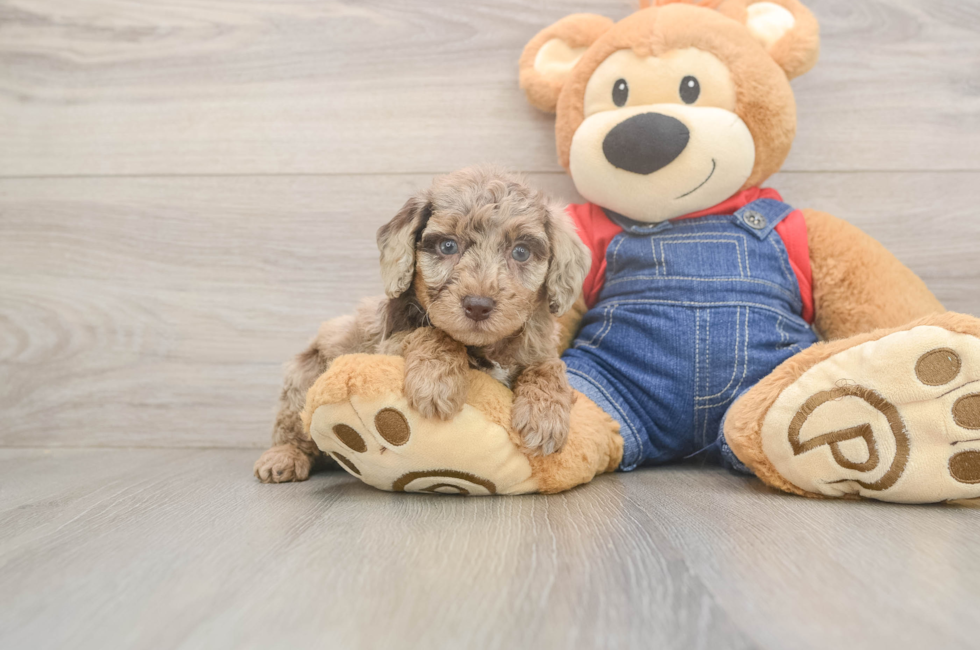 5 week old Poodle Puppy For Sale - Fairfield Furbabies