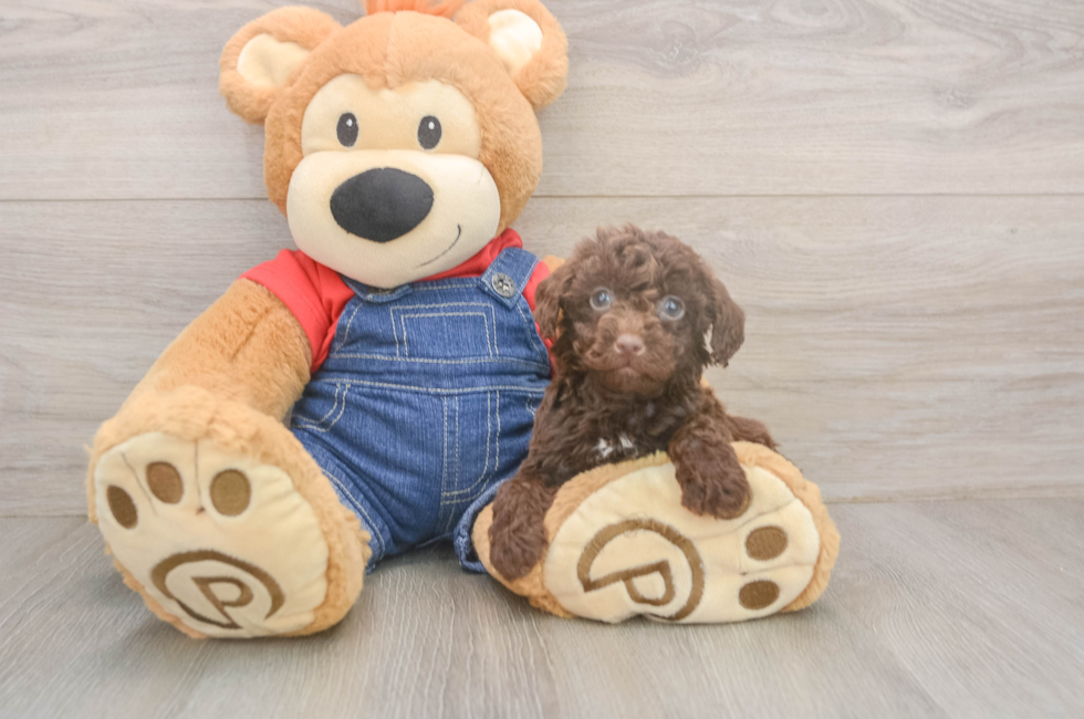 5 week old Poodle Puppy For Sale - Fairfield Furbabies